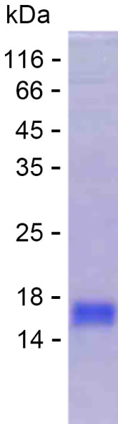 Recombinant Human EBF3 Protein