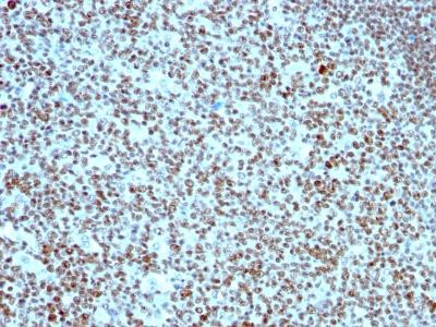 Anti-Nucleolin (Marker of Human Cells)(Clone: SPM614)(Clone: SPM614)
