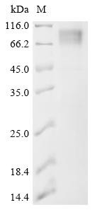 Envelope glycoprotein (env), partial, recombinant Bovine leukemia virus