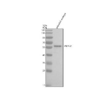 Anti-Zebrafish Prpf31 / Prp31 / Pre-mRNA processing factor 31
