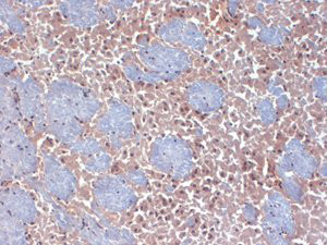 Anti-HCN2, clone S71-37