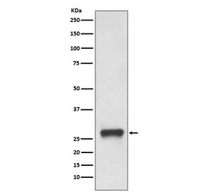 Anti-HLA-DPB1 (MHC II), clone AAEB-8