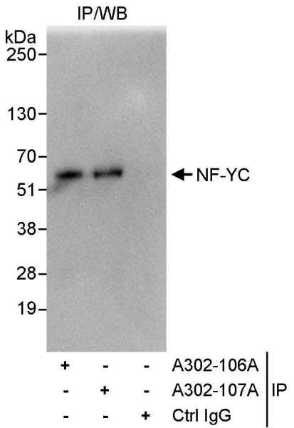 Anti-NF-YC