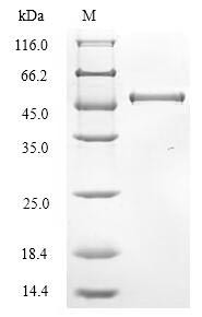 Hemagglutinin-esterase (HE), Bovine coronavirus, recombinant