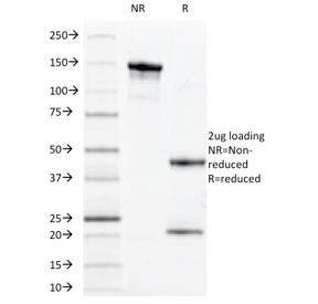 Anti-MUC1 / Mucin-1, clone VU-11D1