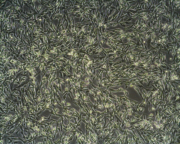 MML-1 Cells