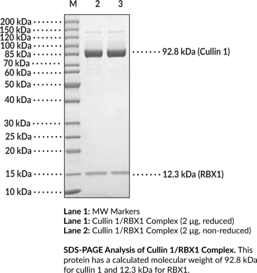 Cullin 1/RBX1 Complex (human, recombinant)