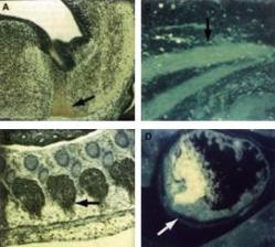 Anti-cdk9 (PITALRE, cdc Kinase Family, Cyclin-dependent Kinase 9)