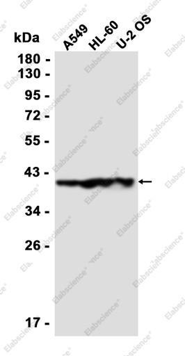 Anti-Recombinant HIF1AN, clone C312830