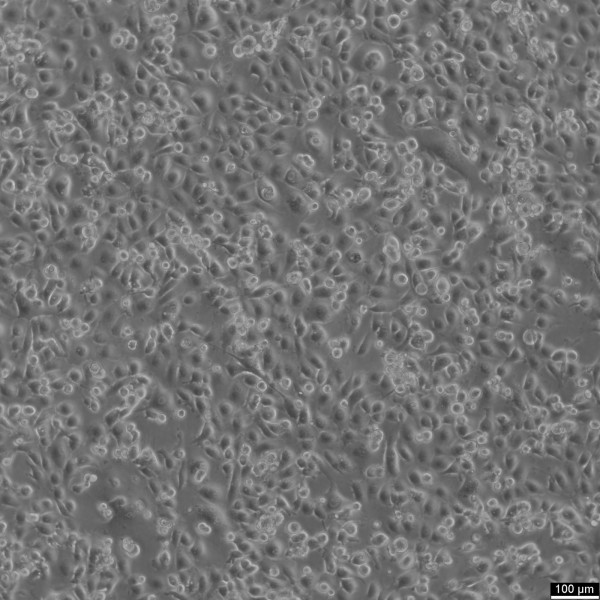 NCI-H226 Cells