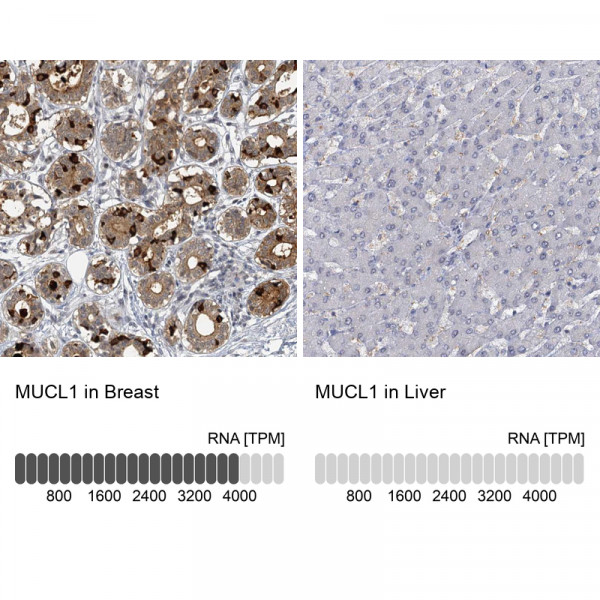Anti-MUCL1