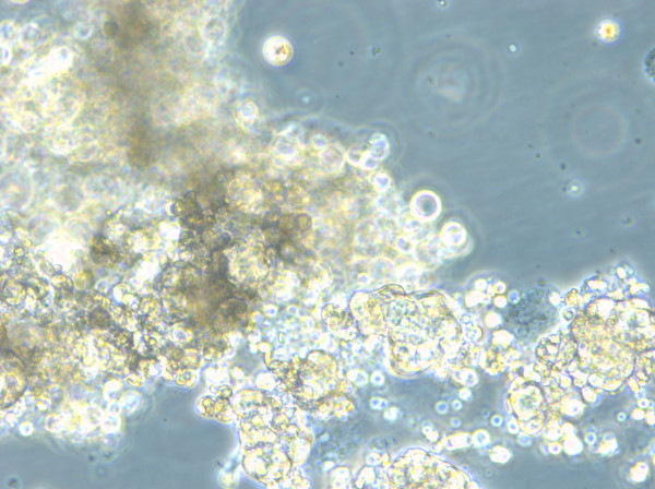 HROC147 T0 M1 Cells