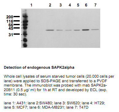 Anti-SAP Kinase 2a/p38a (N-term), clone 20B11