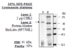 CHK2, active human recombinant protein