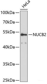 Anti-NUCB2