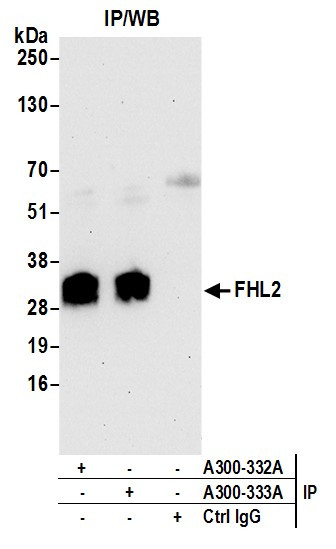 Anti-FHL2