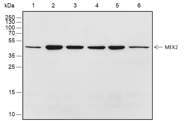 Anti-Recombinant MEK2, clone A302