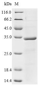 Liver-expressed antimicrobial peptide 2 (LEAP2), human, recombinant