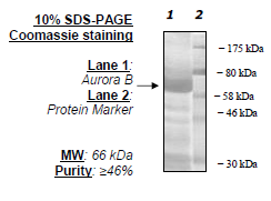 Aurora Kinase B, active human recombinant protein