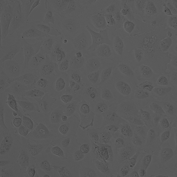 OS-RC-2 Cells