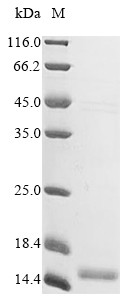 Apolipoprotein C-I (APOC1), human, recombinant