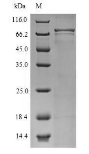 Cyclic nucleotide-gated cation channel alpha-4 (CNGA4), human, recombinant