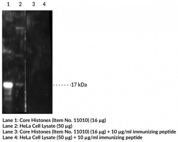 Anti-Histone H3K36Me2