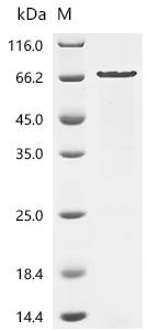 Chondroitin sulfate proteoglycan 5 (Cspg5), partial, recombinant rat
