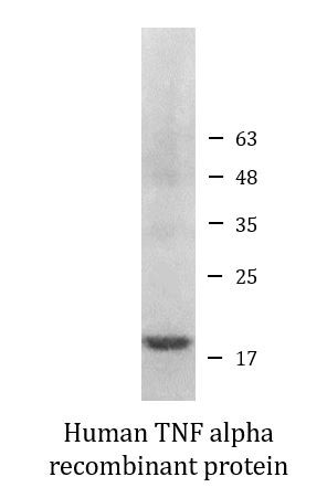 Human TNF alpha recombinant protein