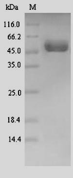 Draxin (DRAXIN), human, recombinant
