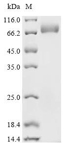 Chymotrypsin-like protease VLCTLP, recombinant Macrovipera lebetina