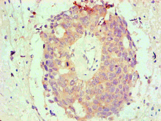 Anti-BCL2L1 Monoclonal, clone 3D1C1