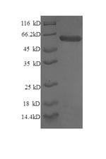 Syntaxin-6 (STX6), partial, human, recombinant