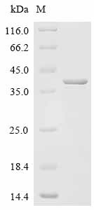 Pertussis toxin subunit 1 (ptxA), Bordetella pertussis, recombinant