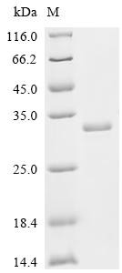 Acetylcholine receptor subunit beta (CHRNB1), partial, recombinant human