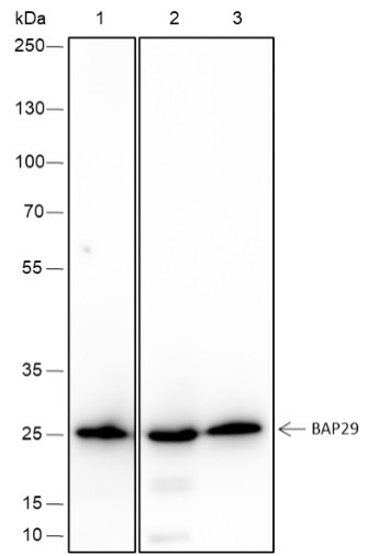 Anti-Recombinant BAP29, clone A422
