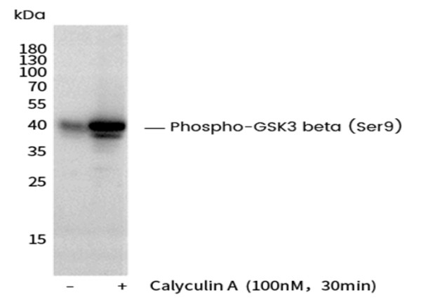 Anti-Phospho-GSK3 beta (Ser9) Monoclonal Recombinant Antibody