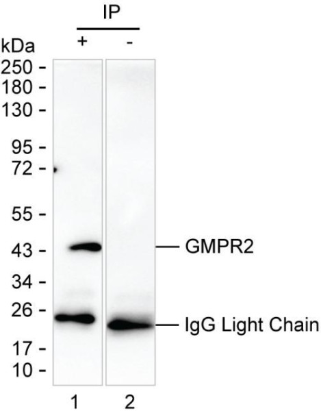 Anti-GMPR2