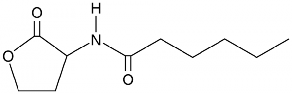N-hexanoyl-DL-Homoserine lactone