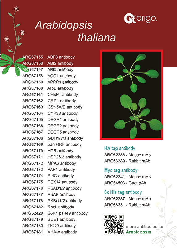 Arabidopsis thaliana Research Antibodies