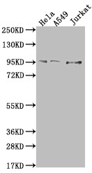 Anti-CARS Recombinant Monoclonal, clone 8B11