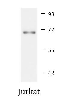 Anti-CCDC6