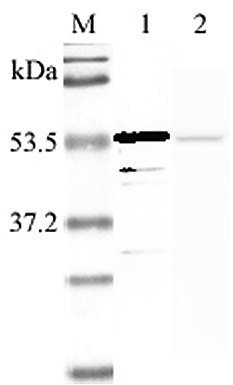 Anti-Nampt (Visfatin/PBEF) (human), Biotin conjugated