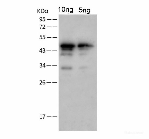 Anti-SARS-COV-2 NP (2019-nCoV)