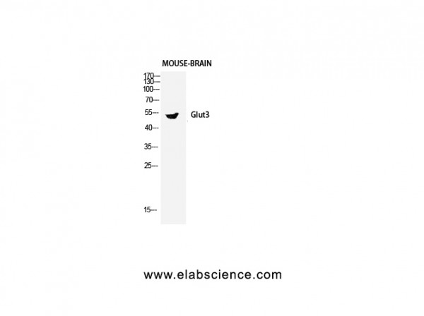Anti-Glut3