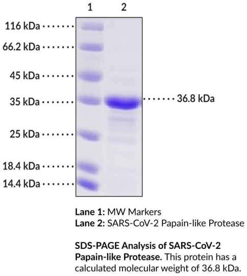 SARS-CoV-2 Papain-like Protease (recombinant)
