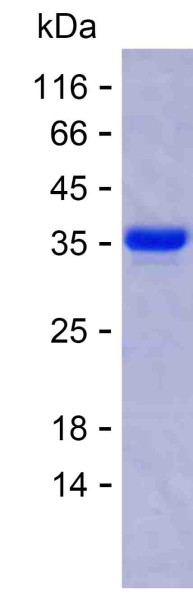 EDIL3 (human), recombinant protein