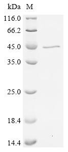 Complement C1q subcomponent subunit B (C1qb), Biotinylated, mouse, recombinant
