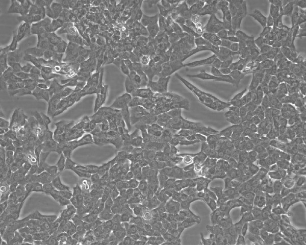 MH-TC-5123 Cells