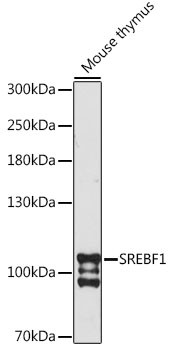 Anti-SREBF1